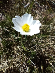 Ranunculus pyrenaeus pyrenaeus