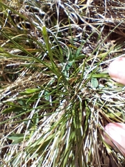 Ranunculus pyrenaeus pyrenaeus