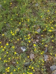 Lomatium cous