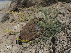 Sisymbrium linifolium