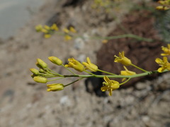 Sisymbrium linifolium