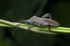 Physomerus grossipes