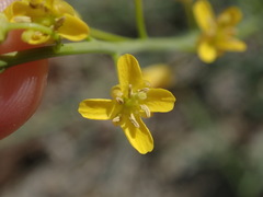 Sisymbrium linifolium