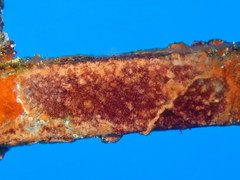 Schizoporella errata