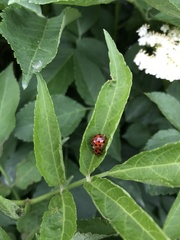 Harmonia axyridis