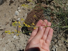 Sisymbrium linifolium