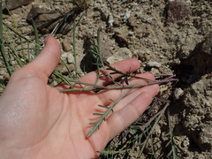Sisymbrium linifolium