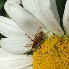 Pseudovadonia livida
