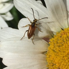 Pseudovadonia livida