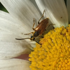 Pseudovadonia livida