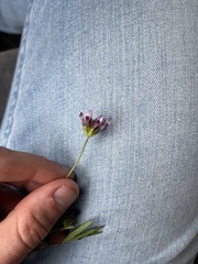 Trifolium willdenovii