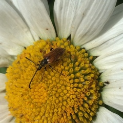 Pseudovadonia livida