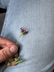 Trifolium willdenovii