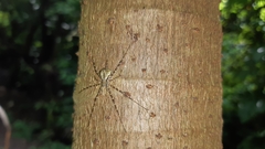 Neotama mexicana