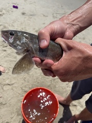 Menticirrhus