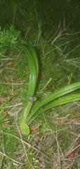 Dianella congesta