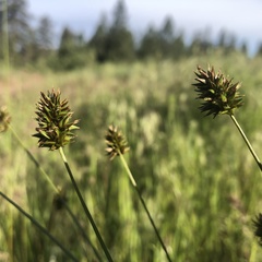 Carex hoodii
