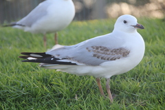 Chroicocephalus novaehollandiae