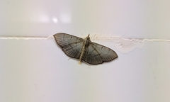 Poliobotys ablactalis