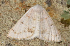 Dyscia penulataria