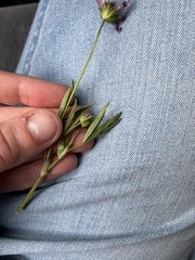 Trifolium willdenovii