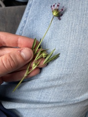 Trifolium willdenovii