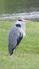 Ardea cinerea