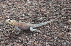 Agama bibronii