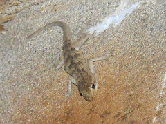 Mediodactylus russowii