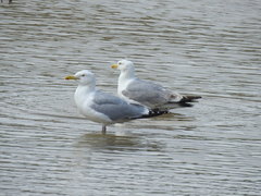 Larus argentatus