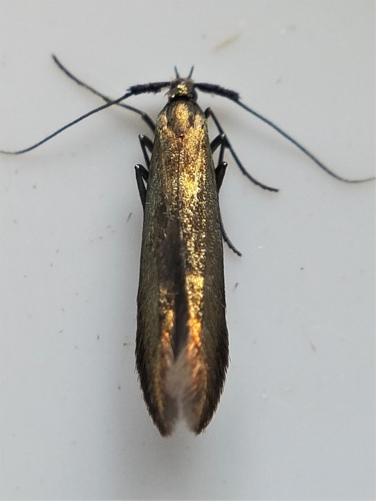 Coleophora frischella
