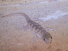 Mediodactylus russowii