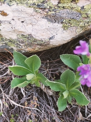 Primula latifolia
