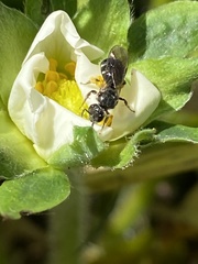 Hemihalictus