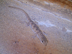 Mediodactylus russowii