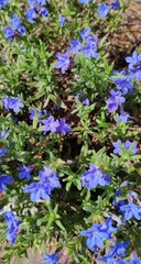 Lithodora