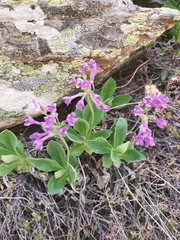 Primula latifolia