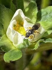 Hemihalictus