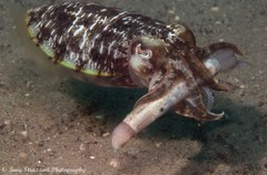 Sepia plangon