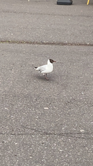 Chroicocephalus ridibundus