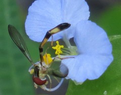 Victoriana attenuata