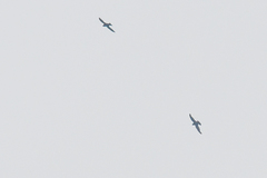 Streptoprocne zonaris