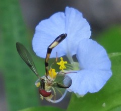 Victoriana attenuata