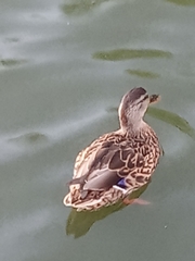 Anas platyrhynchos