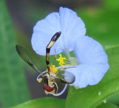 Victoriana attenuata