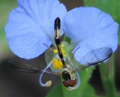 Victoriana attenuata