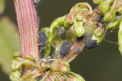 Aphis rumicis