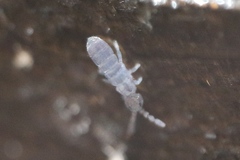 Desoria trispinata