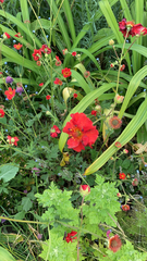Potentilla thurberi