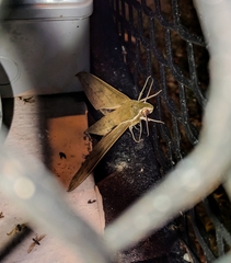 Theretra boisduvalii